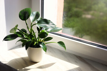 Beautiful houseplant with green leaves in pot on white window sill indoors. Space for text