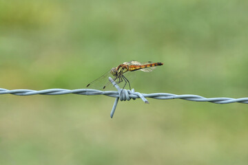 	有刺鉄線にとまったトンボ