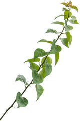 Vine plant, green leaves