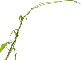 Vine plant, green leaves © Ammak