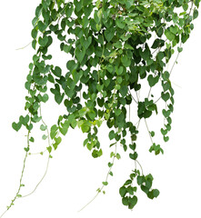 Vine plant, green leaves - 522431791