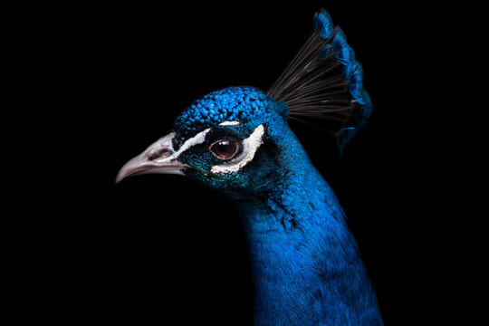 close-up portrait head peacock, beautiful blue bird, black isolated background