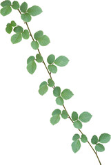 Obraz na płótnie Canvas Vine plant, green leaves