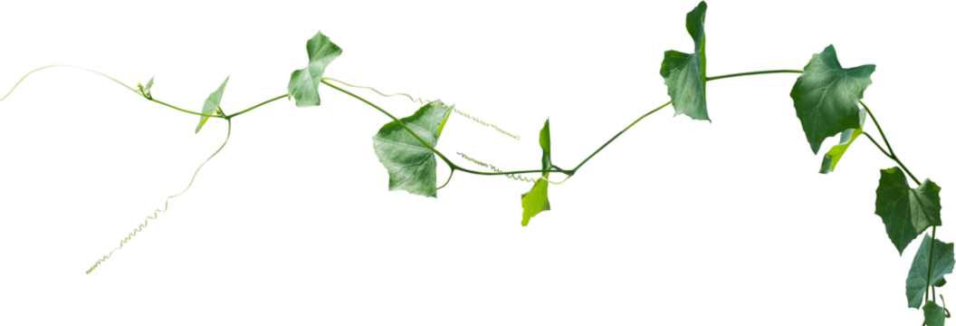 Green leaves of Vine plant ivy (Coccinia grandis)