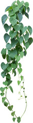 Vine plant, green leaves - 522432513