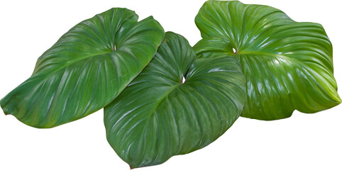 Homalomena plant, green leaf