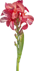 Pink canna lily flowers