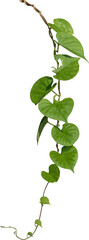 Vine plant, green leaves