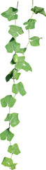Green leaves of Vine plant ivy (Coccinia grandis)