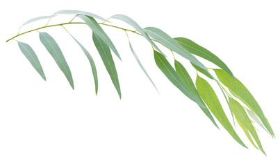 Green leaves of eucalyptus - obrazy, fototapety, plakaty