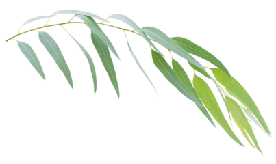 Green leaves of eucalyptus