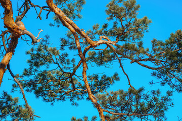 Pine tree branches against blue sky