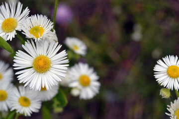 Selective focus of a white chamomile on a dark turquoise blurred background.