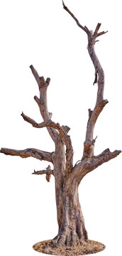 Tree trunk, branch tree dry cracked dark bark transparent