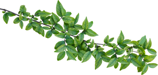 Leaf on transparent background.