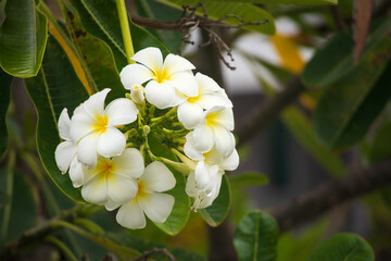 White Frangipani flower Plumeria alba with green leaves