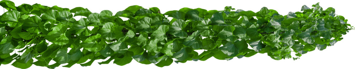 Vine plant, green leaves