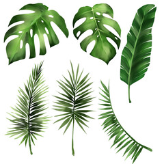 Set of tropical leaf monstera, forest leaves illustration PNG file