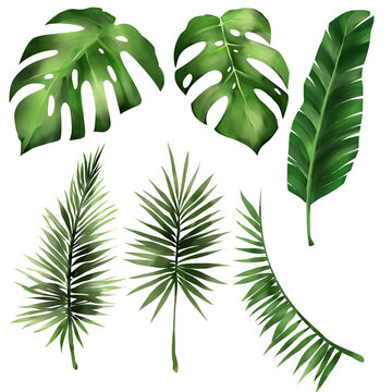 Set Of Tropical Leaf Monstera, Forest Leaves Illustration PNG File