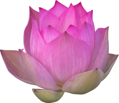 lotus flower isolated