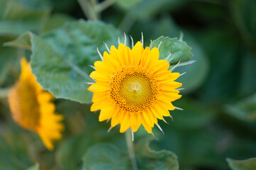 sunflower small sunflower yellow petals