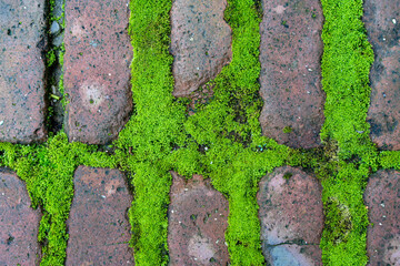 green moss on the ground