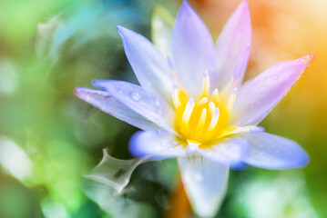 soft-focus colorful lotus flower