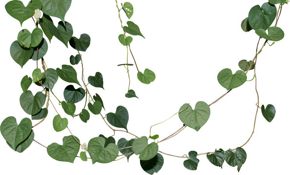 ぶら下がる花 の画像 39 786 件の Stock 写真 ベクターおよびビデオ Adobe Stock