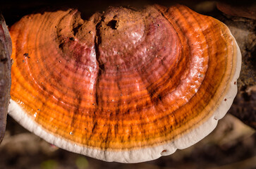 Ganoderma lucidum - Ling Zhi Mushroom