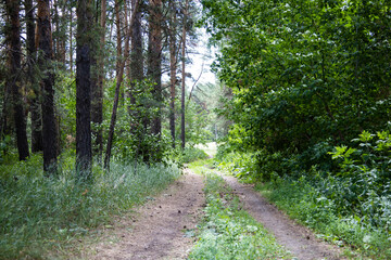 Forest Reserve of Kazakhstan. Cover or screensaver on your phone.