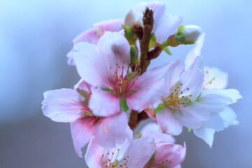 春になると桃の花が満開になります