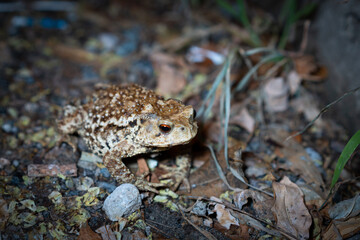 Close-up of toad toad at night