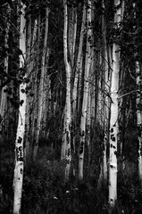 Obraz premium Aspen Grove