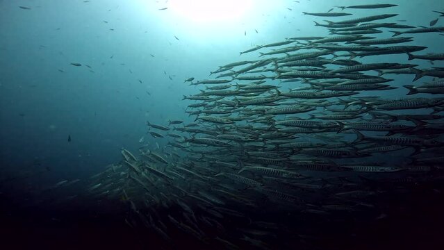 Under Water Film from Sail Rock island in Thailand - Large Barracuda group of fish swimming above the termocline shfiting swimming diretions hundreds of fish together - Amazing capture