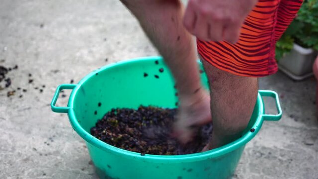 Grape-treading or grape-stomping in traditional winemaking. Senior farmer separates grapes from a bunch in traditional way. Grapes are trampled by barefoot man to release juices and begin fermentation