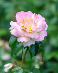 Beautiful decorative rose in the park.