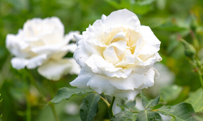 Beautiful white rose in the park.