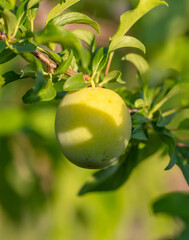 Green plum fruits on the branches of a tree.