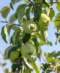 Fruits of apples on the branches of a tree.