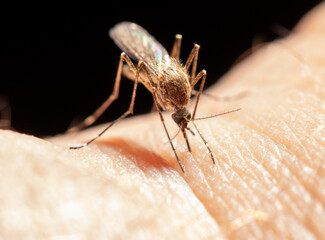 A mosquito drinks blood on human skin.