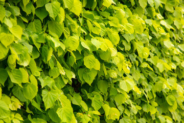 Green leaves on a plant in the park.