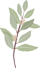 hand drawn organic style seeded eucalyptus leaves branch
