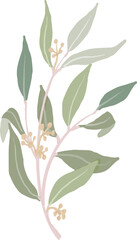 hand drawn organic style seeded eucalyptus leaves branch