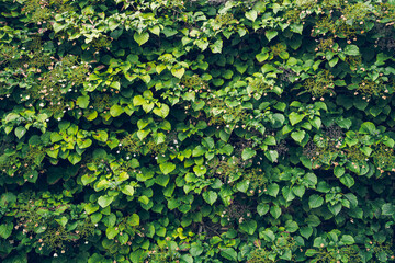 Obraz premium Ivy, covering walls of a house