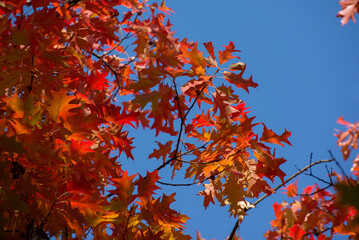 Autumn tree with big bright red leaves against blue sky