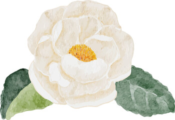 watercolor white camellia and purple  hydrangea flower bouquet - obrazy, fototapety, plakaty