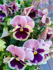 pink flowers in garden