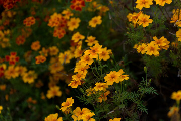 Fall seasonal background with marigold flowers among juicy foliage.