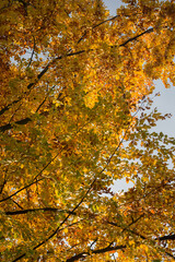 Bright yellow autumn leaves under sunlight. Fall seasonal background