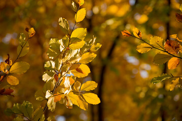 Bright yellow autumn leaves under sunlight. Fall seasonal background